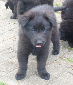 Banyo-Bandit de Geracao nova